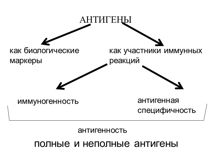 АНТИГЕНЫ как биологические маркеры как участники иммунных реакций  иммуногенность антигенная  специфичность антигенность